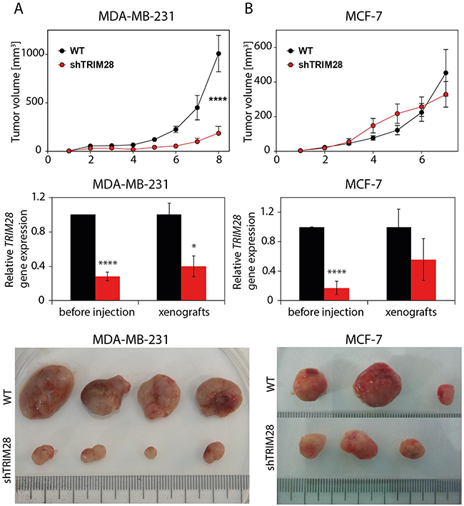TRIM28 protein regulates tumor growth in vivo.