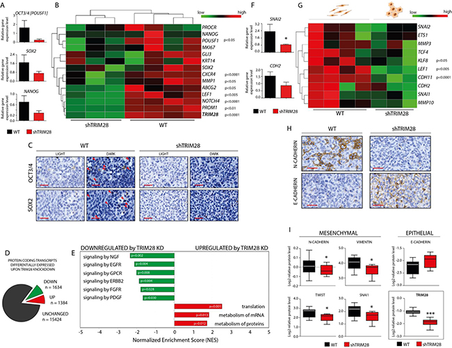 TRIM28 knockdown leads to downregulation of pluripotency and mesenchymal markers and inhibition of stem cell-related pathways in MDA-MB-231 xenografts.