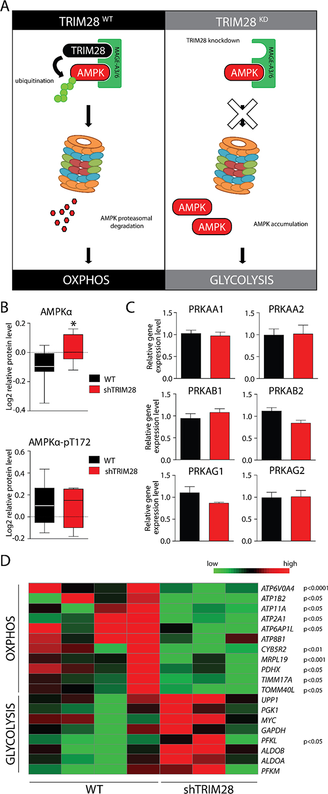 AMPK accumulation upon TRIM28 knockdown mediates metabolic switch from OXPHOS to glycolysis in cancer cells.