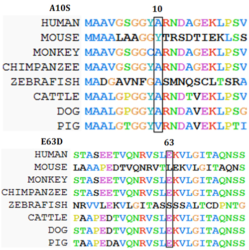 Amino acid alignment of the wild-type protein encoded by