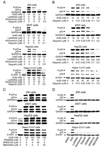 Effects of kinase inhibitors on actinomycin D (ActD)-induced p53 expression.