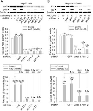Effects of AKT RNAi on actinomycin D (ActD)-induced p53 expression.