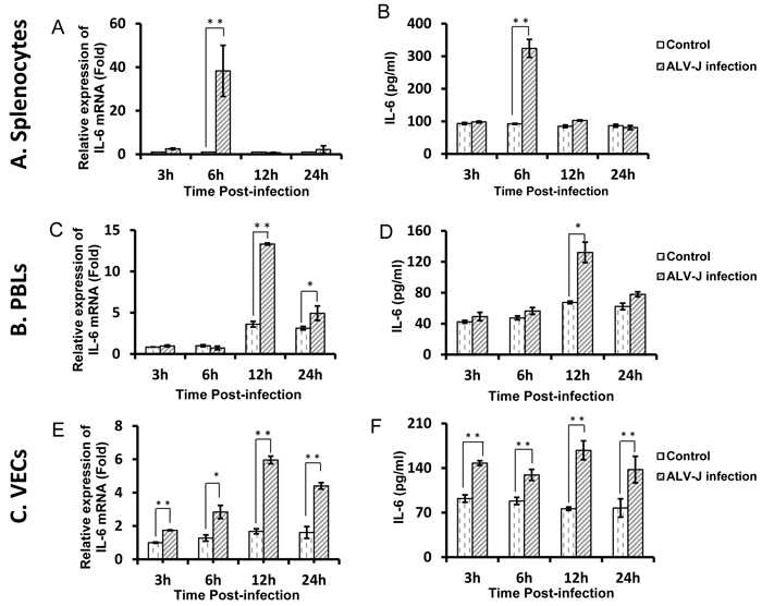 ALV-J promotes IL-6 expression