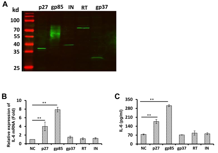 The ALV-J capsid protein p27 promotes IL-6 expression in a dose-dependent manner in splenocytes.