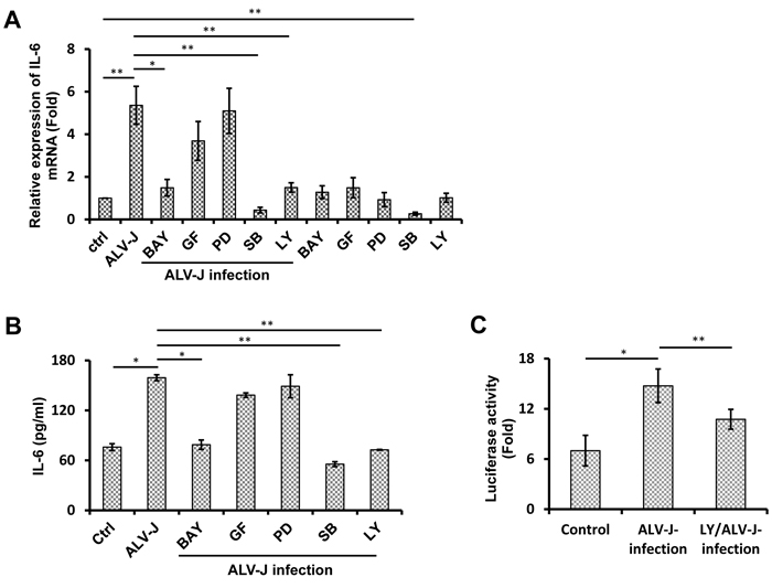 Effect of signal transduction inhibitors on IL-6 expression induced by ALV-J infection.