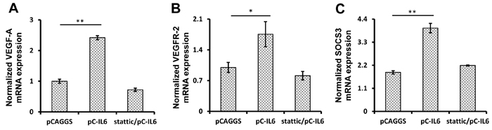 IL-6 promotes VEGF-A and VEGFR-2 expression