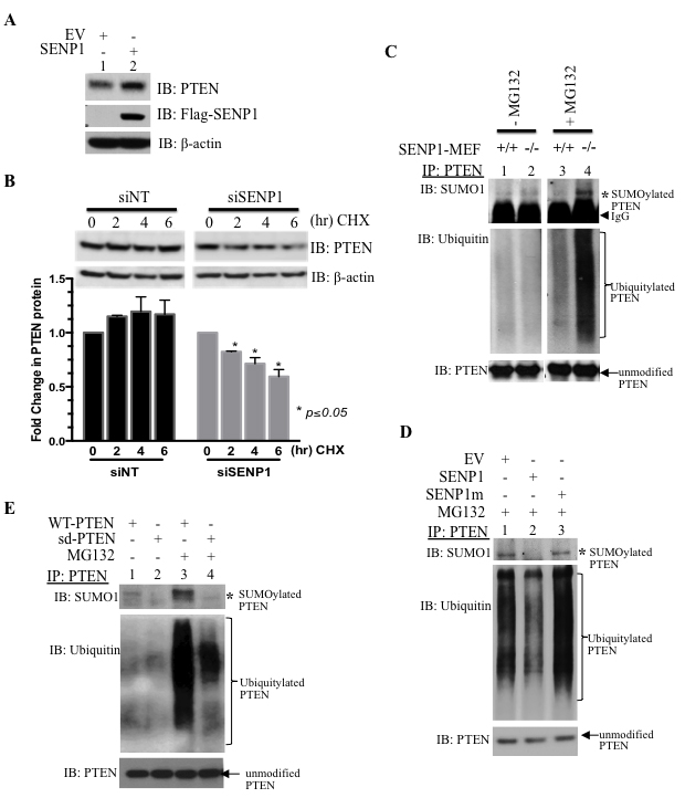 SENP1 regulates PTEN ubiquitylation to enhance protein stability.