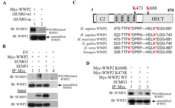 WWP2 is a substrate for SUMO modification