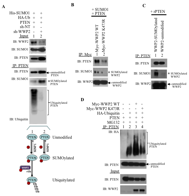 SUMOylation of WWP2 is critical for binding and ubiquitylating PTEN