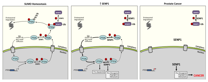 Schematic of the SENP1-regulated PTEN expression under normal SUMO homeostatic conditions