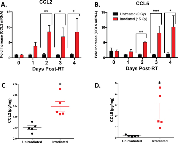 Intratumoral CCL2 and CCL5 are induced by RT.