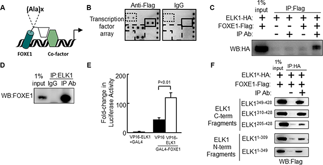 The Forkhead factor FOXE1 physically interacts with the ETS-factor ELK1.