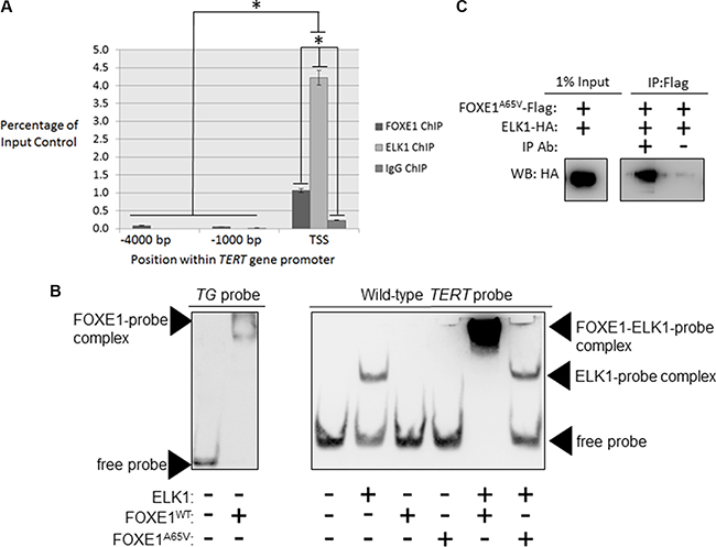 FOXE1 and ELK1 interact with the TERT gene promoter.