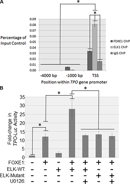 FOXE1 and ELK1 interact with the TPO gene promoter.