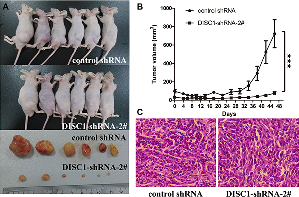 Significantly decreased tumor growth by DISC1 shRNAs in a xenograft model.