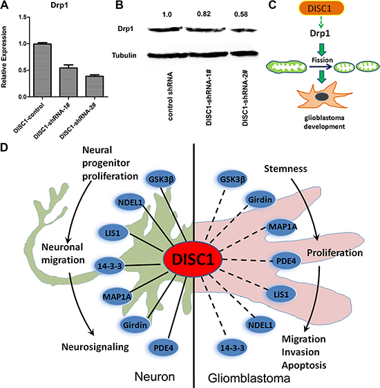 DISC1 down-regulation inhibits Drp1 expression and The &#x2018;DISC1 interactome&#x2019; points towards the multiple functions of DISC1 during neuronal and glioblastoma development.