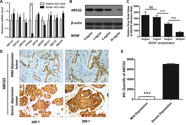 ABCG2 was downregulated by BDNF and depression.