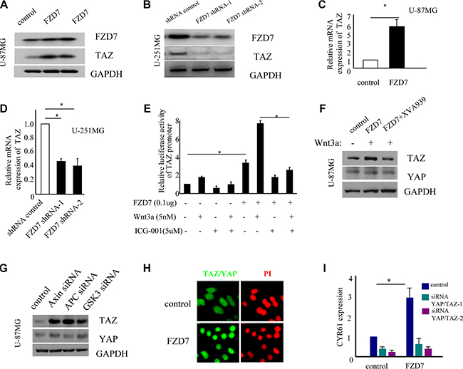 FZD7 activates YAP/TAZ in glioma cells.