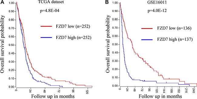 Univariate analysis of survival shows that High FZD7 expression indicates a poor prognosis for glioblastoma patients.