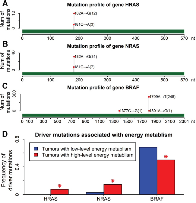 Higher frequency of RAS mutations in thyroid cancers with high-level energy metabolism.
