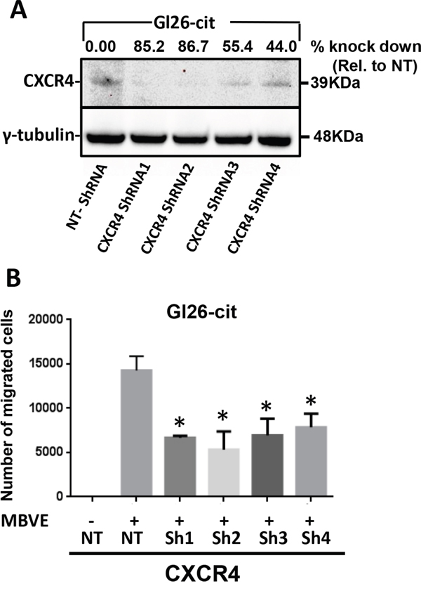 ShRNA-mediated knockdown of CXCR4 in mouse GL26-Cit glioma cells suppress their migration towards endothelial cells.
