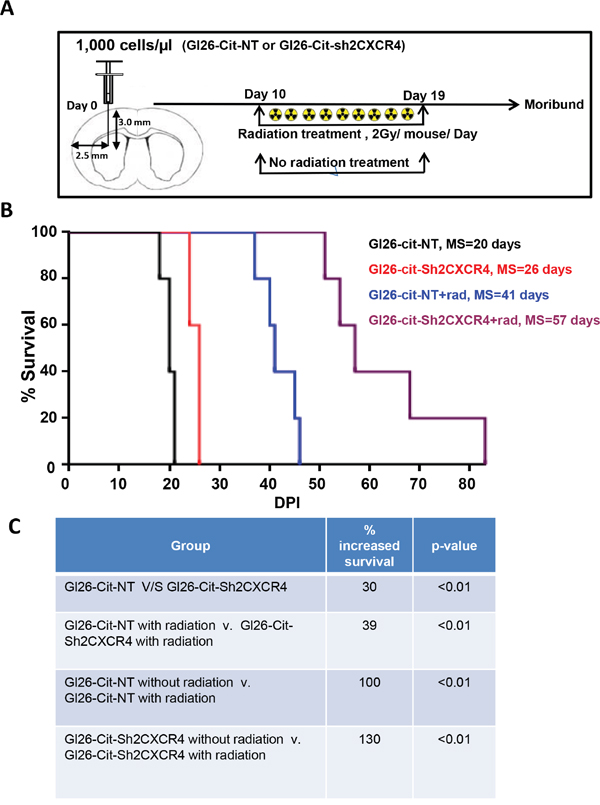 CXCR4-deficient GL26 cells are sensitive to radiation treatment.