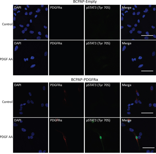 PDGFR&#x03B1; activation induces nuclear accumulation of pSTAT3.