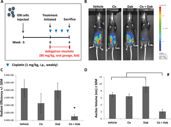 Inhibitory effects of cisplatin and dabigatran etexilate co-treatment on ID8 tumor growth and malignant ascites accumulation.