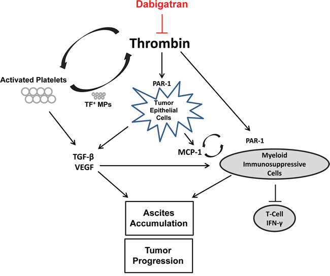 Inhibition of ovarian tumor progression by dabigatran etexilate.