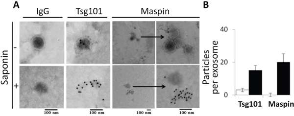 Characterization of exosome-associated maspin under non-permeabilizing (without saponin) and permeabilizing conditions (with saponin).