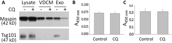 Endosome inhibitor blocks exosomal, but not soluble, maspin secretion.
