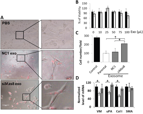Effect of exosomal maspin on the chemotaxis of recipient fibroblast cells.