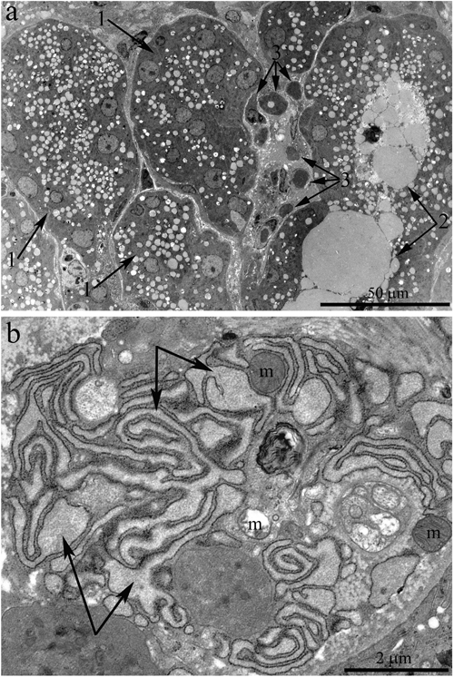 Ultrastructure of the lacrimal gland of Wistar rats at age 24 months.