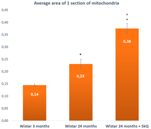The area of one section of a mitochondrion in the lacrimal-gland tissue of Wistar rats at ages 3, 24, and 24 months; the latter group received the antioxidant SkQ1 (starting at age 1.5 months at the dose 250 nmol/ [kg body weight] daily).