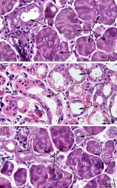 Histological structure of the lacrimal gland.