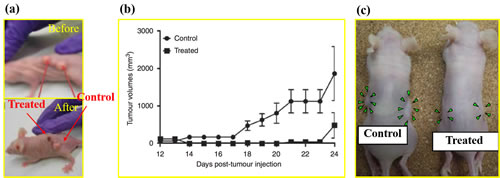 The anti-cancer effect of CAP in mice model.