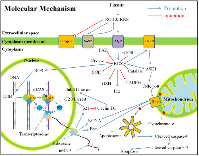 A general summary for the anti-cancer mechanism of CAP