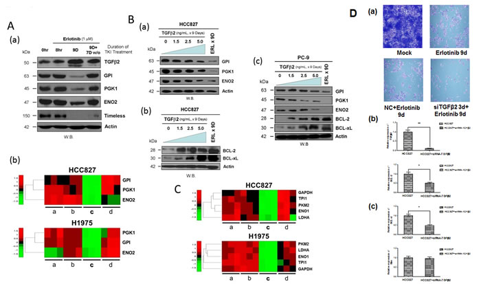 Downregulation of glycolytic regulatory enzymes expression through TGF&#x3b2;2 signaling to promote pro-survival mitochondrial-priming.