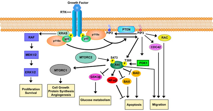The class I PI3K signaling pathway through receptor tyrosine kinases.