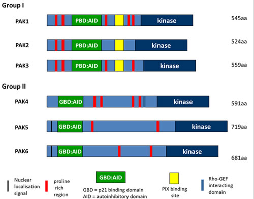 Domain structure of PAK family proteins.