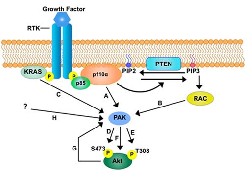 The potential role of PAK in PI3K signalling.