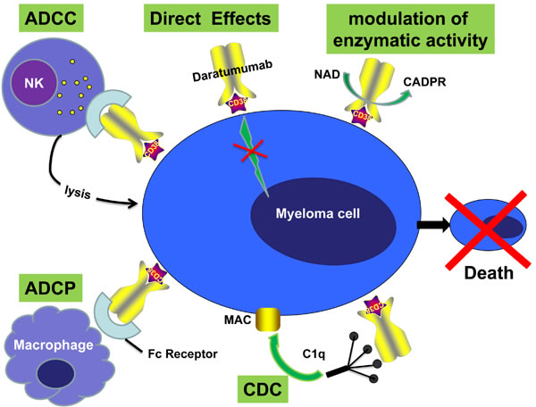 Mechanisms of action of monoclonal antibody (Daratumumab) targeting surface CD38 antigen on MM cells.