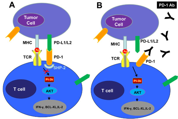 Checkpoint Inhibition via the PD-1 Pathway &#x201c;Put the Brakes on&#x201d; the Antitumor Response, While PD-1 or PD-1-Blocking Antibodies Release the Brakes.