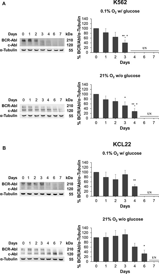 BCR/Abl protein suppression under oxygen or glucose shortage.