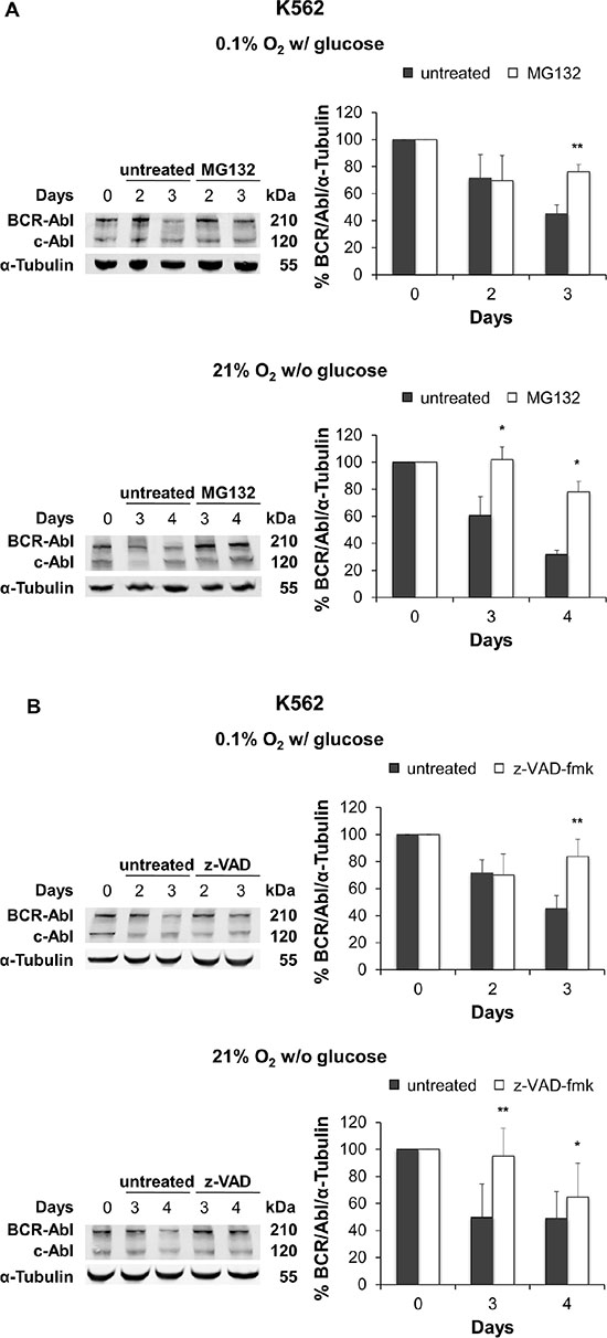 Effect of proteasome or caspase inhibition on BCR/Abl protein suppression under oxygen or glucose shortage.