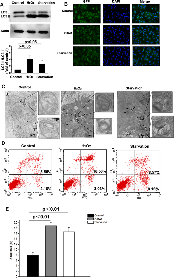 Serum starvation or H2O2 treatment induce autophagy and apoptosis in NMR skin fibroblasts.