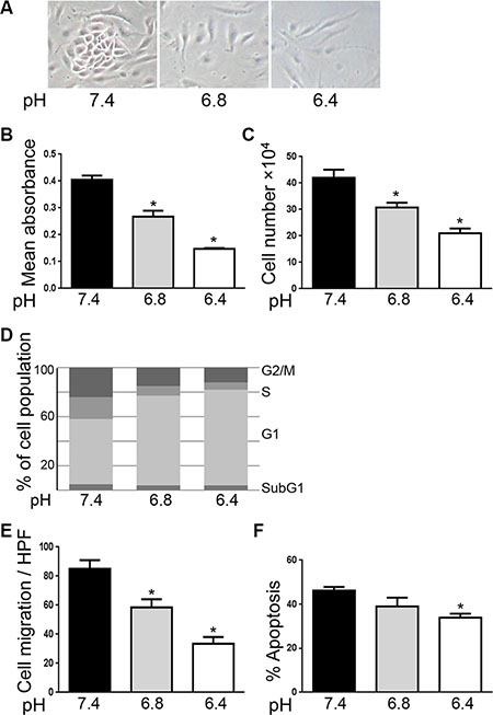 Acidity reduces endothelial cell proliferation and migration.