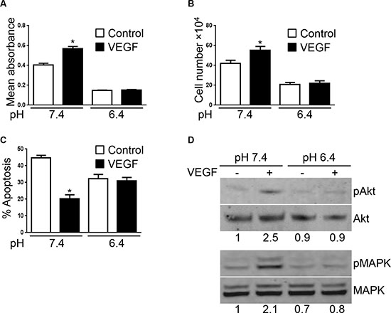VEGF-mediated EC responses are inhibited by acidity.