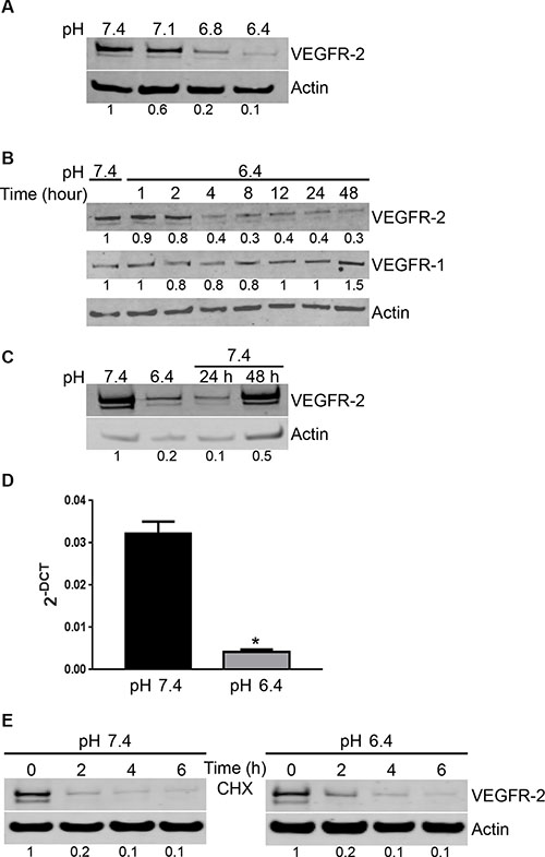 Acidity induces a reversible decrease of VEGFR-2 expression by EC.