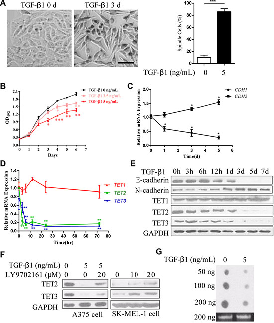 Down regulation of TET2 and TET3 in the TGF-&#x03B2;1-induced EMT-like process in A375 cells.